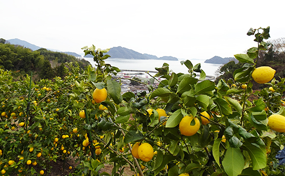 島の気候