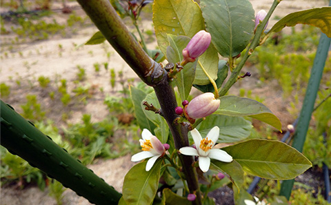 5月になり、レモンの木は花が咲き乱れ始めています。